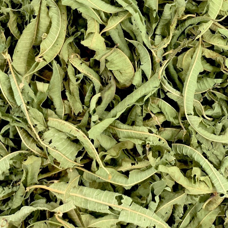 Verveine du Maroc