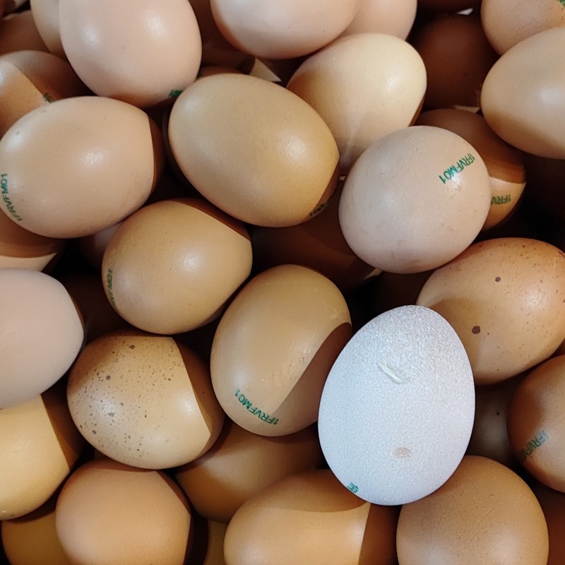 Oeuf frais