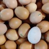 Oeuf frais