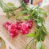 Infusion oursons ~ Framboise